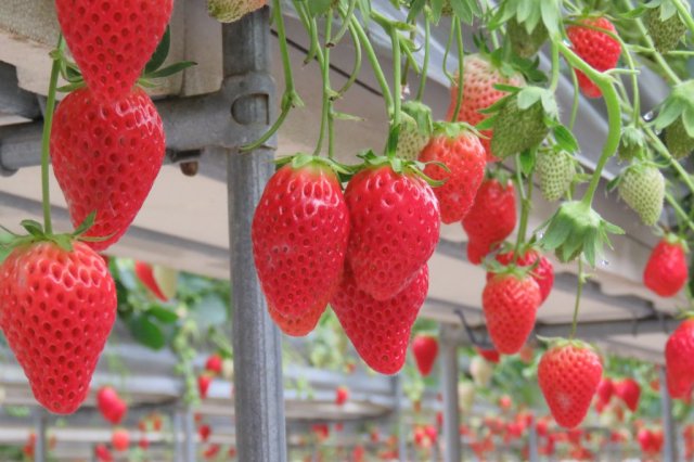 田人観光いちご園　いちご狩り　