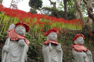 梅林寺　ヒガンバナ