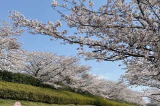 ソメイヨシノ満開時の様子