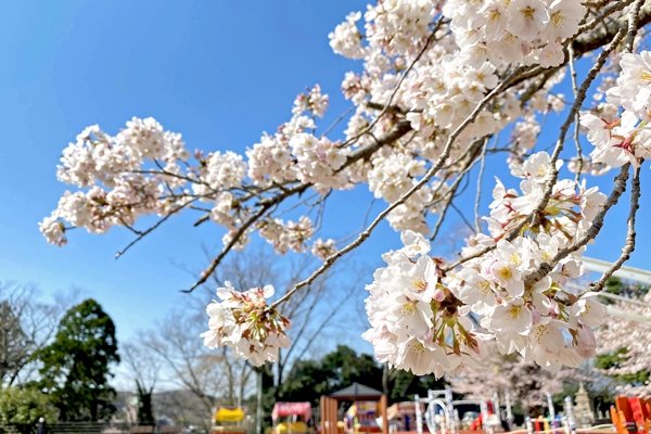 松ヶ岡公園