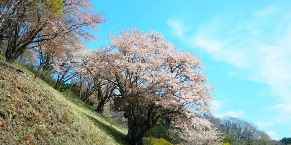 いわき周辺の桜を巡ろう