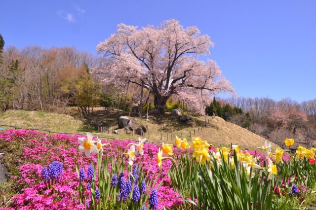 越代の桜《古殿町》