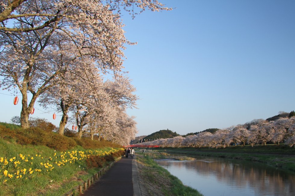 夏井千本桜 小野町 見る 遊ぶ いわき市観光サイト いわき市の観光 旅行情報が満載