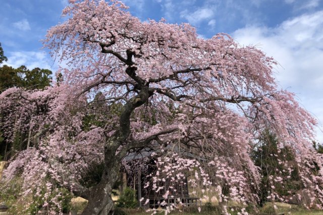 忠教寺