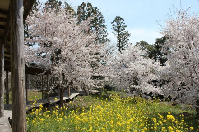 いわき万本桜