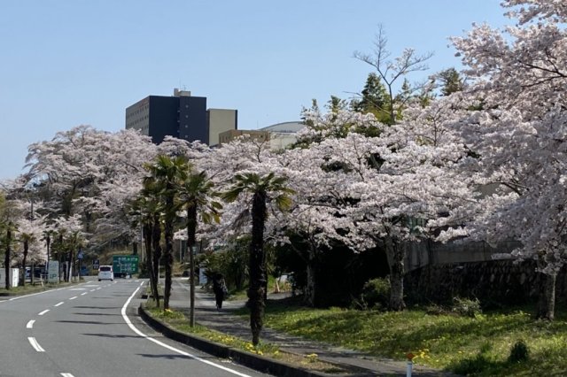 ハワイアンズの桜