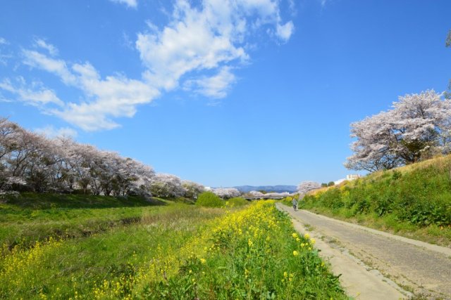 新川沿いの桜