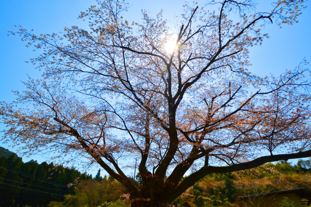 2020年4月15日(水)現在　8分咲き