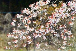 2020年4月15日(水)現在　8分咲き