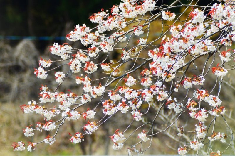 2020年4月15日(水)現在　8分咲き