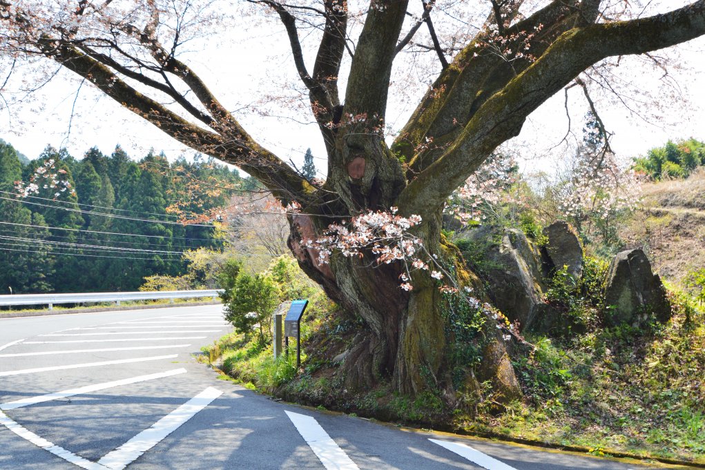 2020年4月15日(水)現在　8分咲き