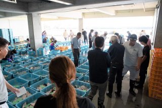 久之浜漁港せり