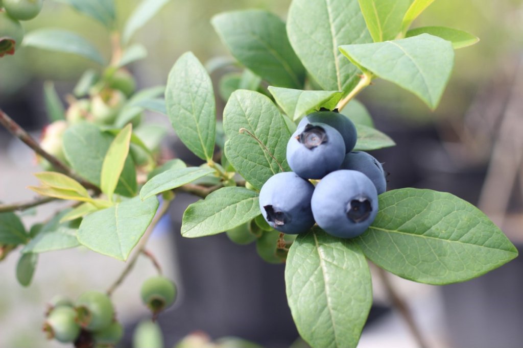 あすか芽吹きの森 ブルーベリー摘み取り 見る 遊ぶ いわき市観光サイト いわき市の観光 旅行情報が満載