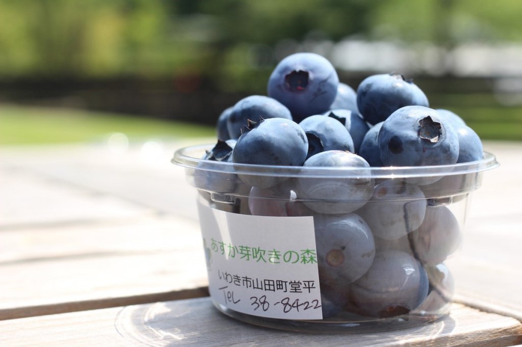 あすか芽吹きの森 ブルーベリー摘み取り 見る 遊ぶ いわき市観光サイト いわき市の観光 旅行情報が満載