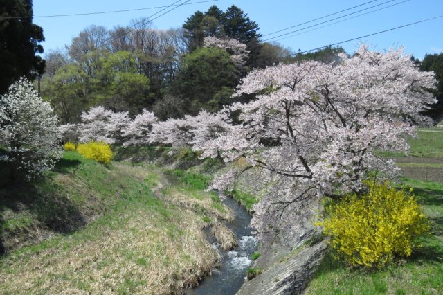 三阪川