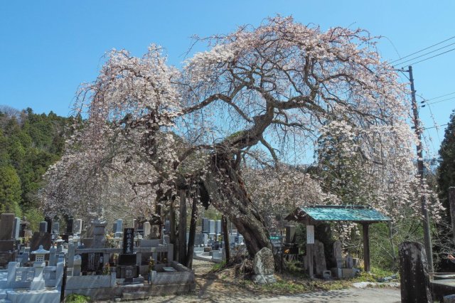 歴史深き地に咲く桜を巡り神社仏閣回遊