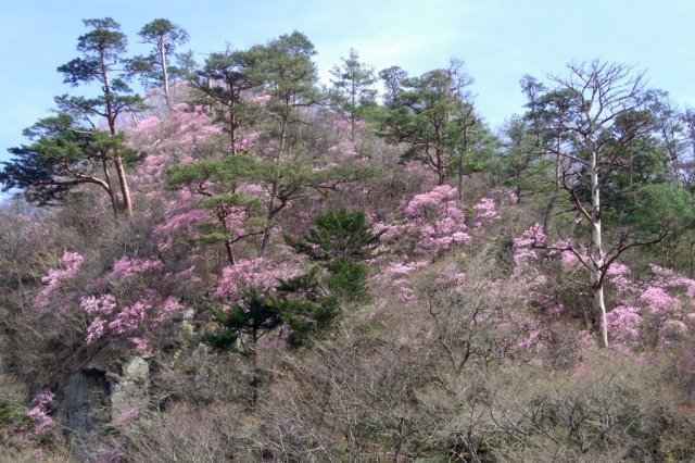 春暖の夏井川渓谷　川前～江田駅間ウォーキング