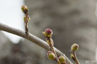 2022年3月29日(火)の様子です