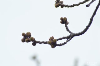 2022年3月29日(火)の様子です