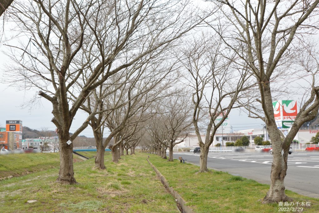 2022年3月29日(火)の様子です