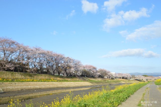 新川沿いの桜