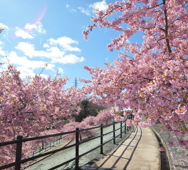 【ガイドと歩く「いわきあるき」のおすすめプラン】ネイチャーガイドと河津桜 春の散歩