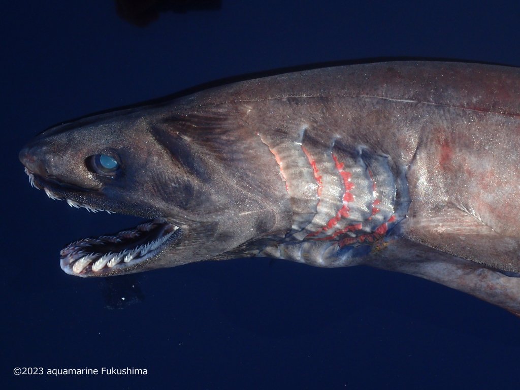 ラブカ成魚