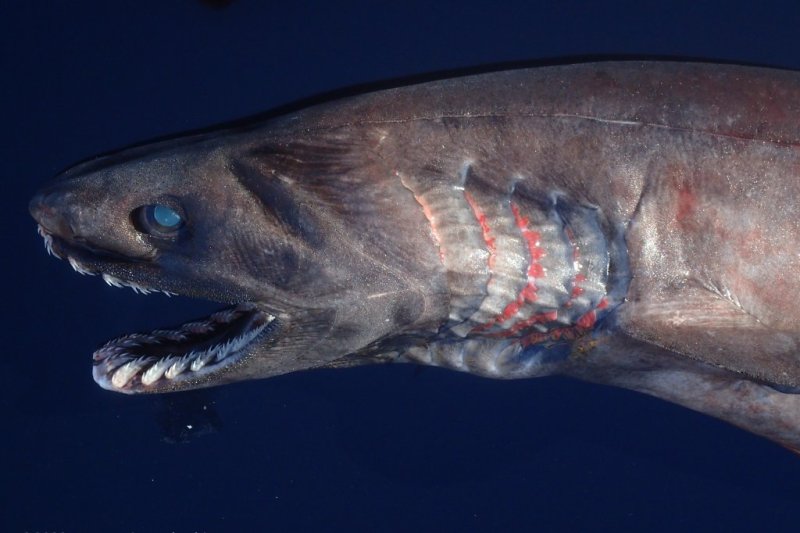 ラブカ成魚