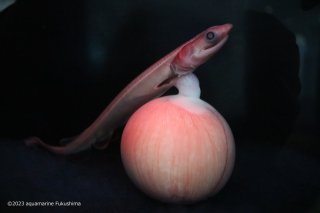 ラブカ胎仔（卵殻なし）