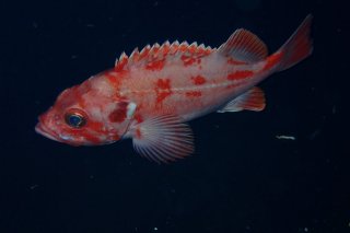 アコウダイ