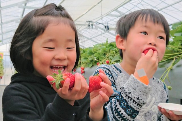 ヘレナストロベリーランド　いちご狩り