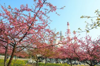 満開時の様子