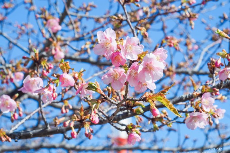 2024年2月17日(土)時点