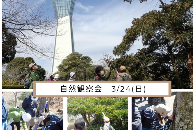 春の三崎公園「常緑の森観察会」《要事前申込》