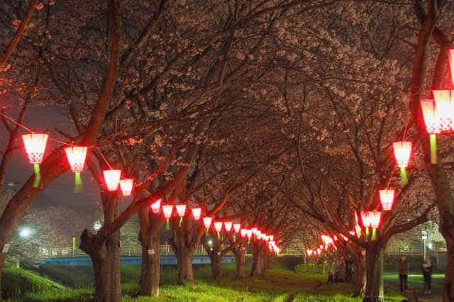 鹿島千本桜ライトアップ