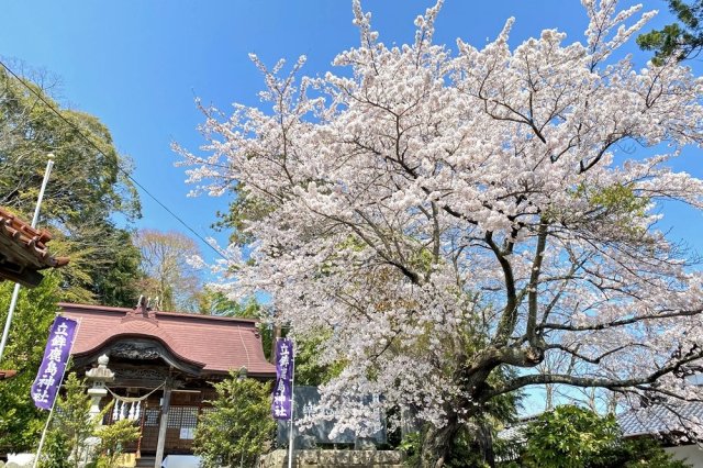 広がる田園風景は昔と変わらぬ原風景、社寺に咲く桜を巡る・ゆっくり３時間コース