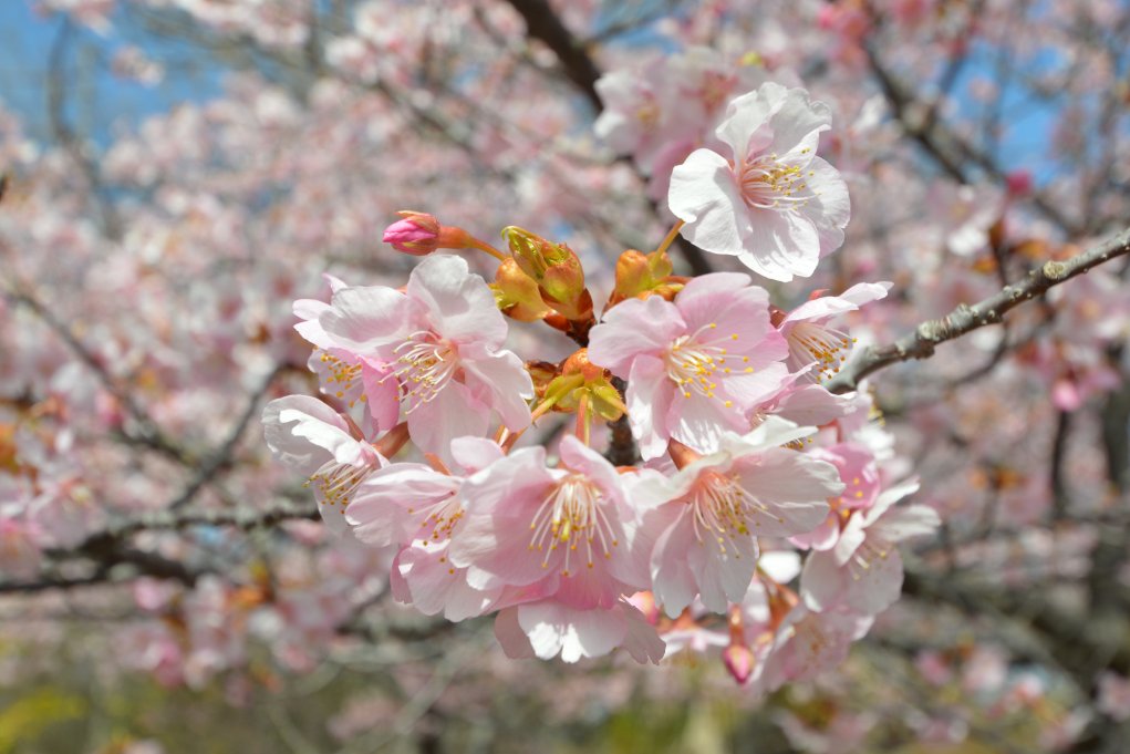 2020年3月7日(土)現在