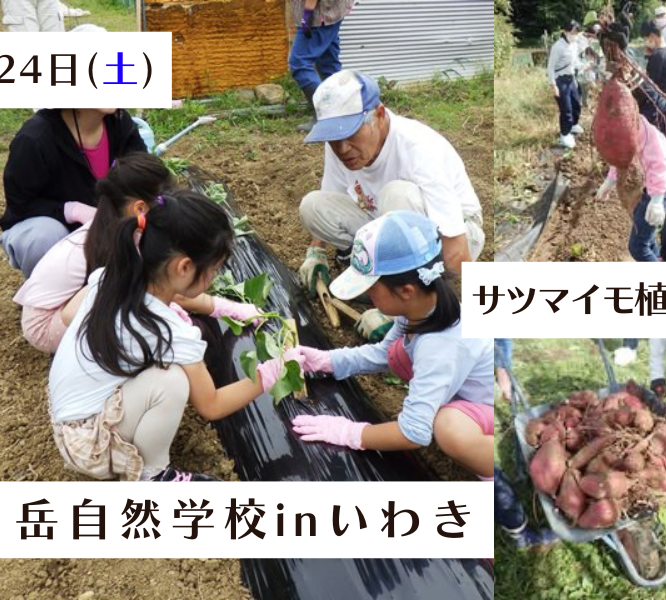 自然体験「サツマイモ植え体験」《要事前申込》