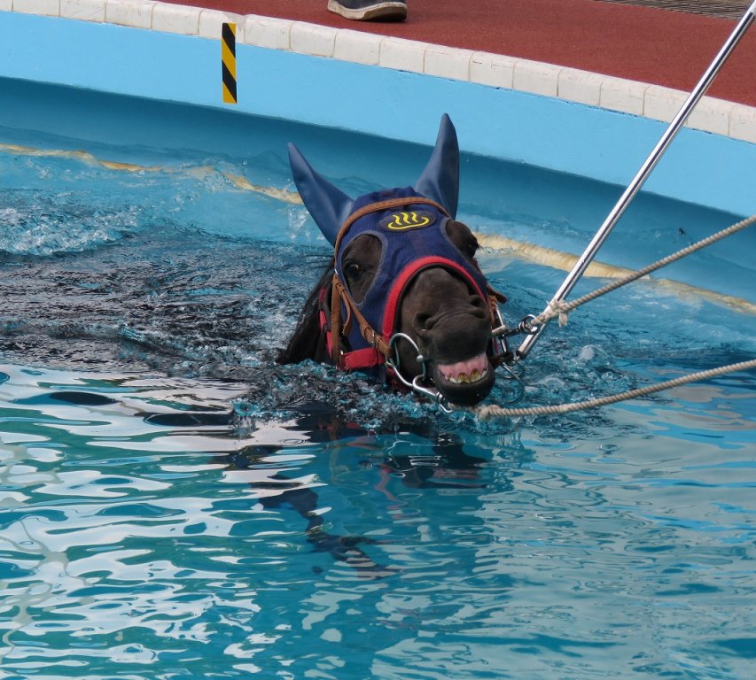 競走馬用スイミングプールのプール見学