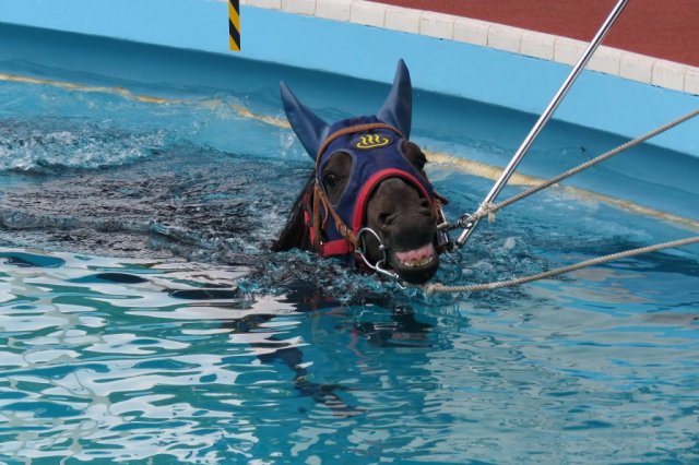 競走馬用スイミングプールのプール見学