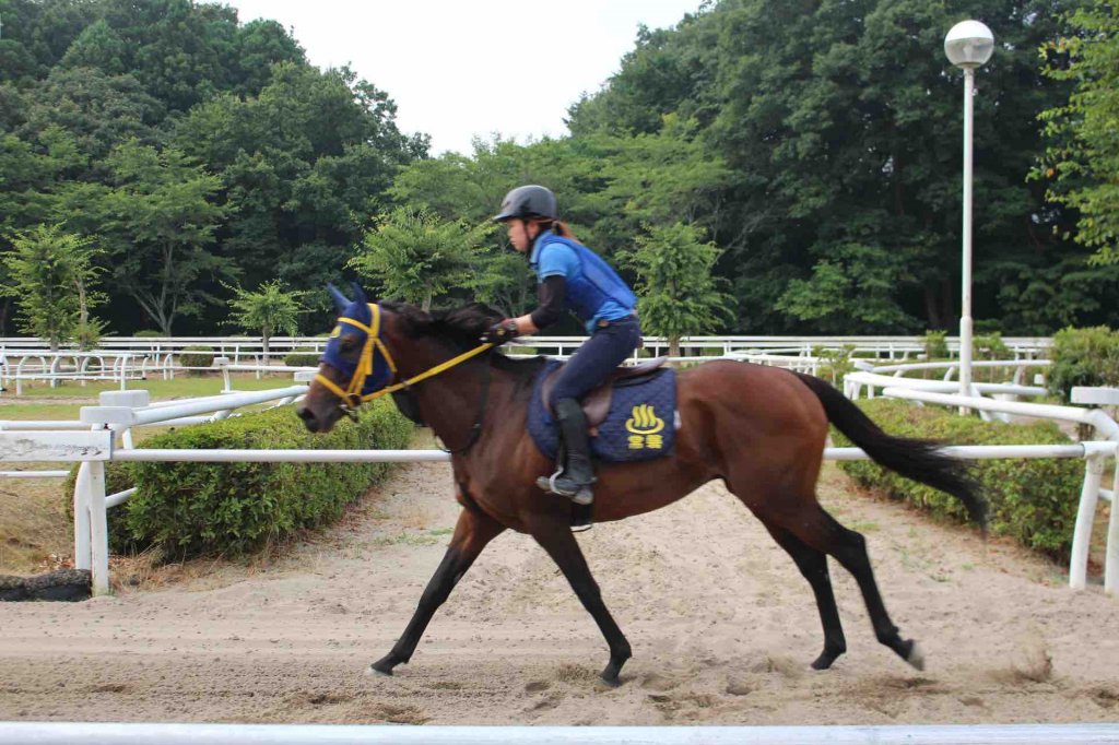 競走馬リハビリテーションセンター 見る 遊ぶ いわき市観光サイト いわき市の観光 旅行情報が満載