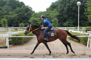 JRA競走馬リハビリテーションセンター｜見る・遊ぶ｜いわき市観光