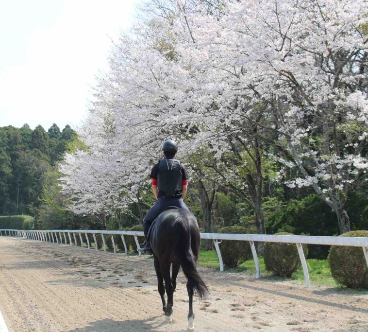 JRA競走馬リハビリテーションセンター