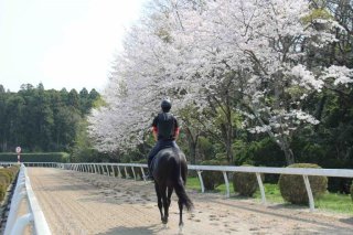 桜と騎乗