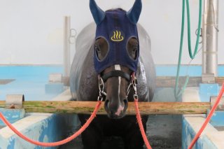 JRA競走馬リハビリテーションセンター｜見る・遊ぶ｜いわき市観光