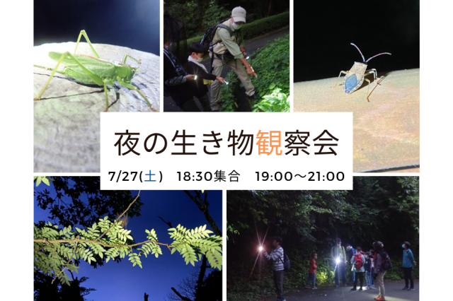 夜の生き物観察会《要事前申込》