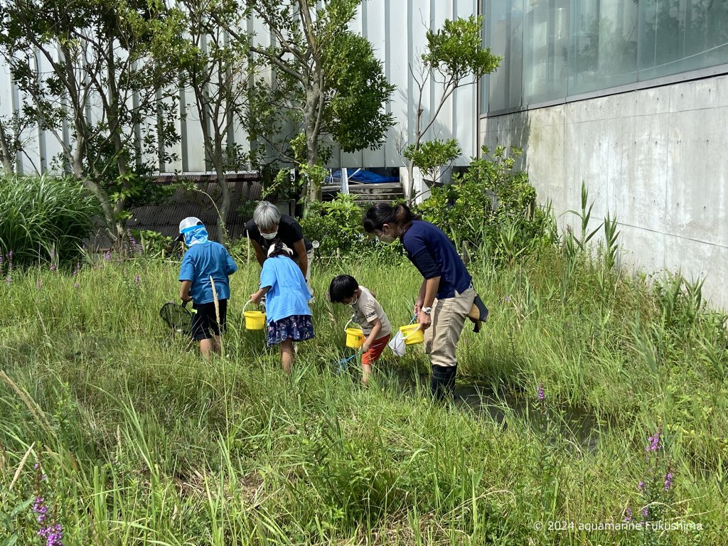 BIOBIOかっぱの里いきもの調査　開催日：7月27日(土)、8月3日(土)、8月10日(土)、8月17日(土)、8月24日(土)