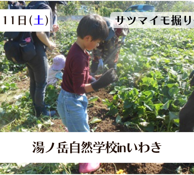 サツマイモ掘り体験《要事前申込》