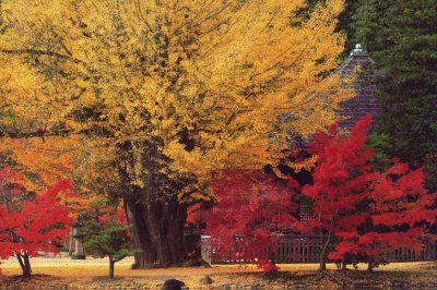いわき紅葉状況