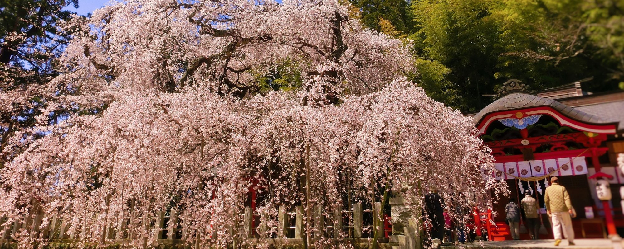 桜咲く春のいわき～　＜桜の開花情報発信中＞